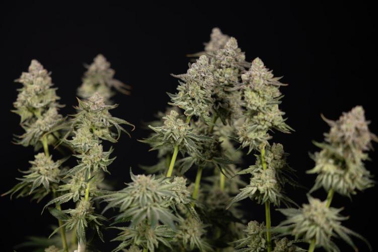 Nectar Drip #1 - Zamnesia X Tical x B&B. Week 10 - Nectar Drip #1 - Main Lining no LST - Harvest Day