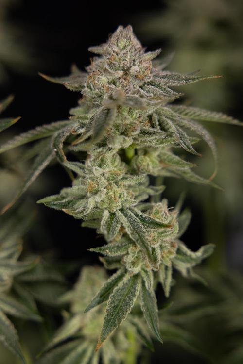 Nectar Drip #1 - Zamnesia X Tical x B&B. Week 10 - Nectar Drip #1 - Main Lining no LST - Harvest Day