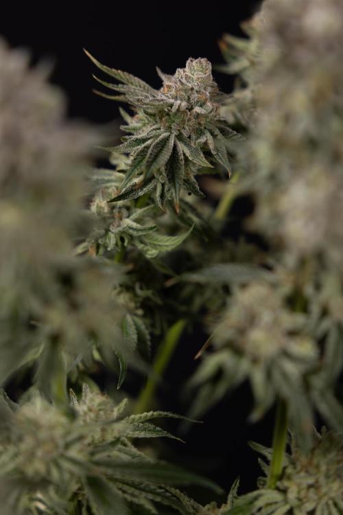 Nectar Drip #1 - Zamnesia X Tical x B&B. Week 10 - Nectar Drip #1 - Main Lining no LST - Harvest Day