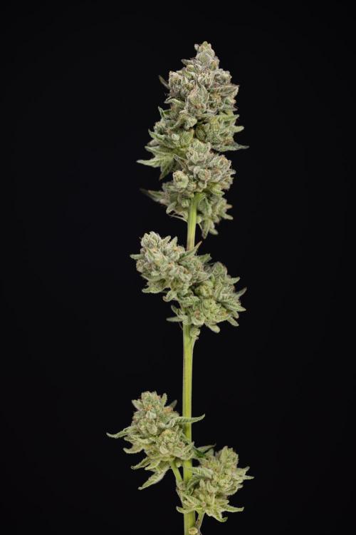 Nectar Drip #1 - Zamnesia X Tical x B&B. Week 10 - Nectar Drip #1 - Main Lining no LST - Harvest Day