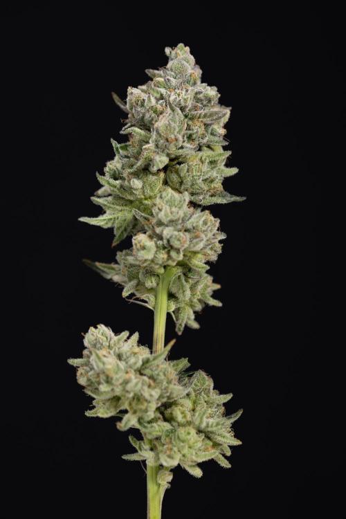 Nectar Drip #1 - Zamnesia X Tical x B&B. Week 10 - Nectar Drip #1 - Main Lining no LST - Harvest Day