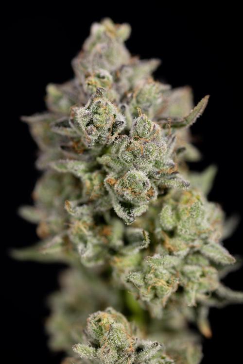 Nectar Drip #1 - Zamnesia X Tical x B&B. Week 10 - Nectar Drip #1 - Main Lining no LST - Harvest Day