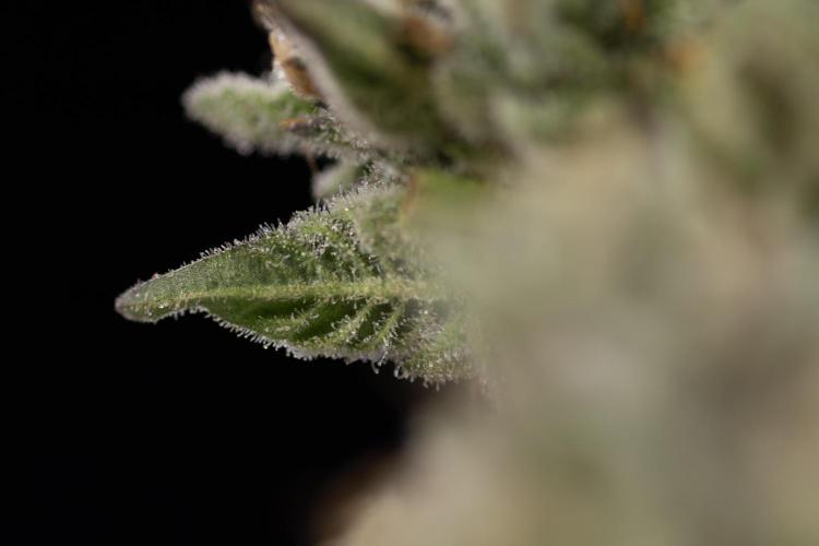 Nectar Drip #1 - Zamnesia X Tical x B&B. Week 10 - Nectar Drip #1 - Main Lining no LST - Harvest Day