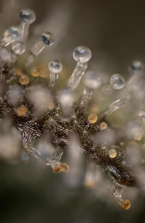 Nectar Drip #1 - Zamnesia X Tical x B&B. Week 10 - Nectar Drip #1 - Macro 10x