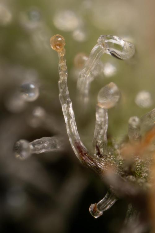 Nectar Drip #1 - Zamnesia X Tical x B&B. Week 10 - Nectar Drip #1 - Macro 10x + Crop
