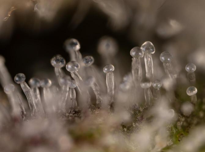 Nectar Drip #1 - Zamnesia X Tical x B&B. Week 10 - Nectar Drip #1 - Macro 10x