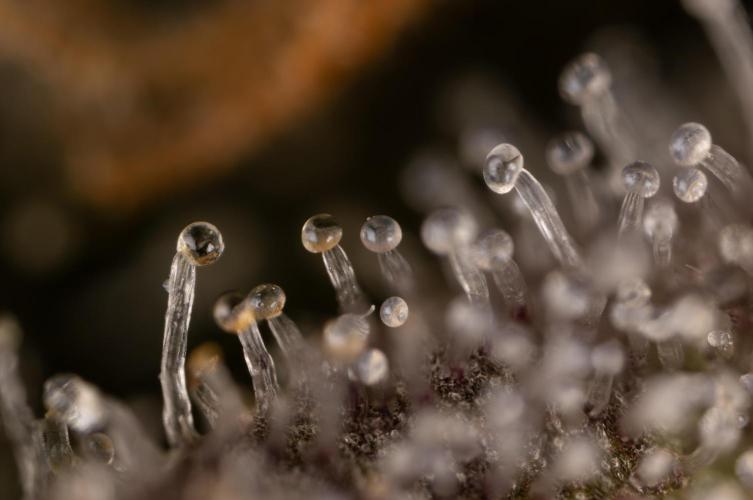 Nectar Drip #1 - Zamnesia X Tical x B&B. Week 10 - Nectar Drip #1 - Macro 10x