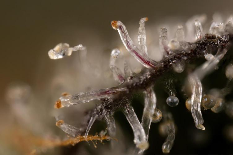 Nectar Drip #1 - Zamnesia X Tical x B&B. Week 10 - Nectar Drip #1 - Macro 10x