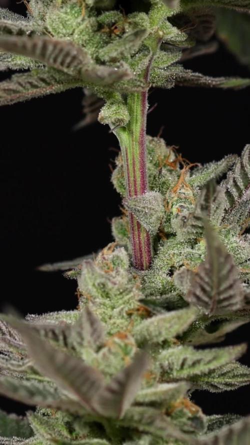 Georgia Pie #2 - Zamnesia x B&B