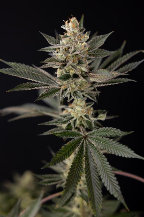 Georgia Pie #2 - Zamnesia x B&B. Week 10 - Georgia Pie #2 - No techniques