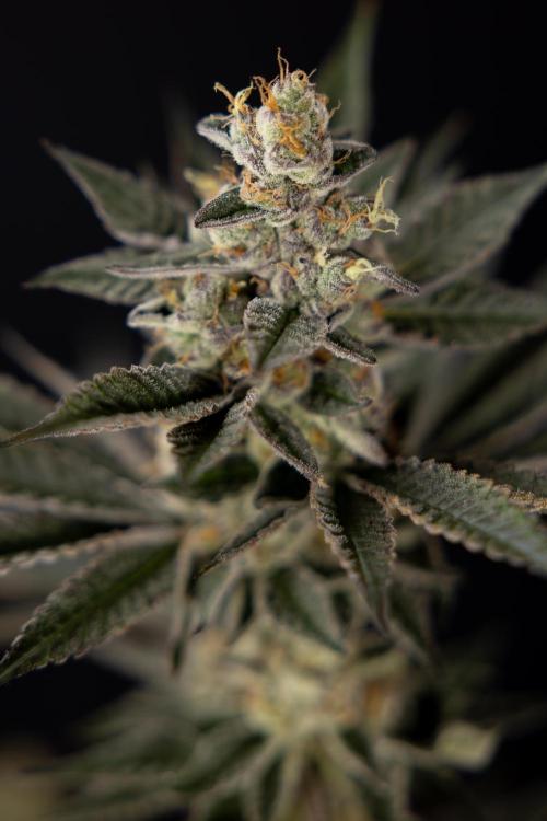 Georgia Pie #2 - Zamnesia x B&B. Week 10 - Georgia Pie #2 - No techniques