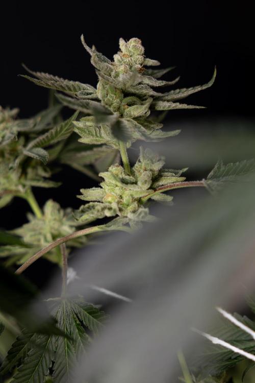 Georgia Pie #2 - Zamnesia x B&B. Week 10 - Georgia Pie #2 - No techniques