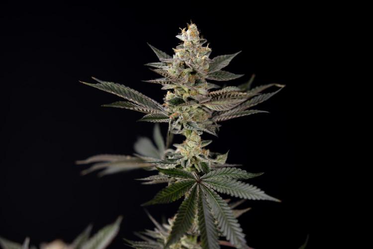 Georgia Pie #2 - Zamnesia x B&B. Week 10 - Georgia Pie #2 - No techniques