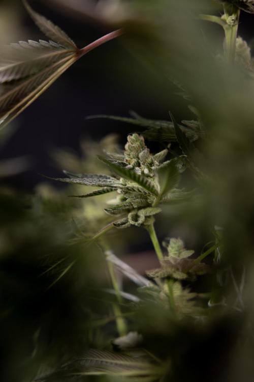 Georgia Pie #2 - Zamnesia x B&B. Week 10 - Georgia Pie #2 - No techniques