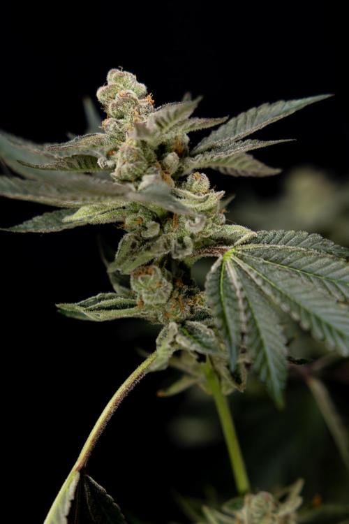 Georgia Pie #2 - Zamnesia x B&B. Week 10 - Georgia Pie #2 - No techniques