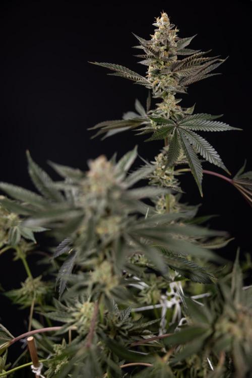 Georgia Pie #2 - Zamnesia x B&B. Week 10