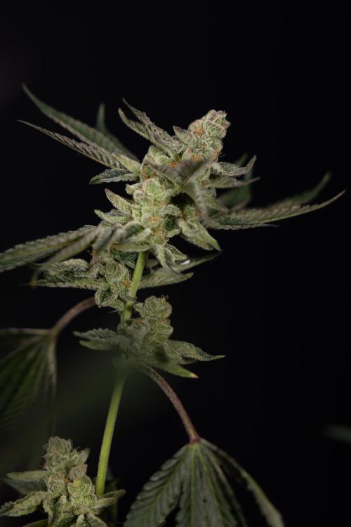 Georgia Pie #2 - Zamnesia x B&B. Week 10 - Georgia Pie #2 - No techniques