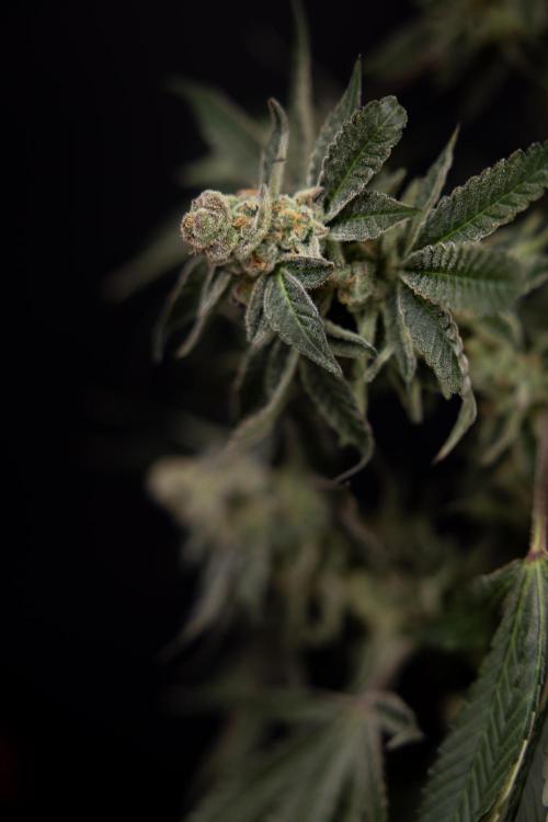 Georgia Pie #2 - Zamnesia x B&B. Week 10 - Georgia Pie #2 - No techniques