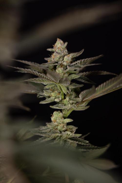 Georgia Pie #2 - Zamnesia x B&B. Week 10 - Georgia Pie #2 - No techniques