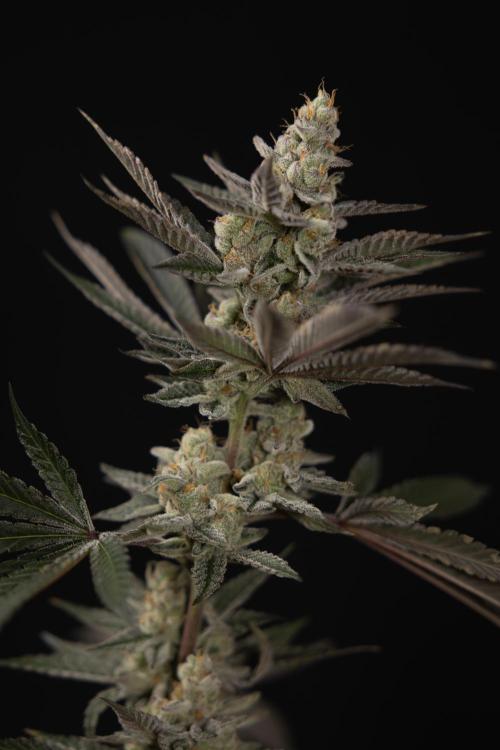 Georgia Pie #2 - Zamnesia x B&B. Week 10 - Georgia Pie #2 - No techniques