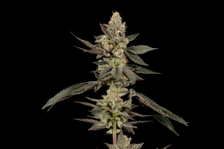 Georgia Pie #2 - Zamnesia x B&B. Week 10 - Georgia Pie #2 - No techniques