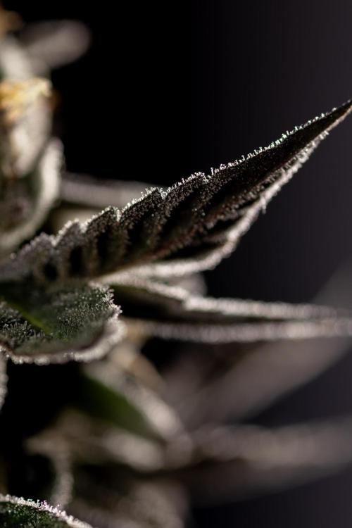 Georgia Pie #2 - Zamnesia x B&B. Week 10 - Georgia Pie #2 - "Classic Macro"