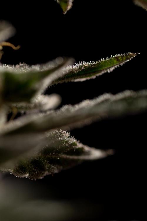 Georgia Pie #2 - Zamnesia x B&B. Week 10 - Georgia Pie #2 - "Classic Macro"