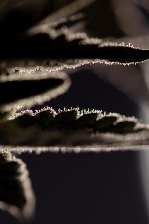 Georgia Pie #2 - Zamnesia x B&B. Week 10 - Georgia Pie #2 - "Classic Macro"