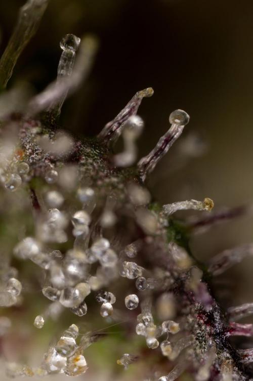 Georgia Pie #2 - Zamnesia x B&B. Week 10 - Georgia Pie #2 - Micro Worlds 10x