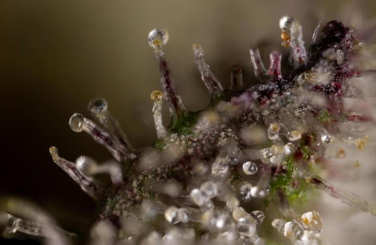 Georgia Pie #2 - Zamnesia x B&B. Week 10 - Georgia Pie #2 - Micro Worlds 10x