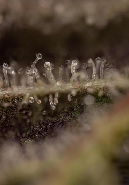 Georgia Pie #2 - Zamnesia x B&B. Week 10 - Georgia Pie #2 - Micro Worlds 10x