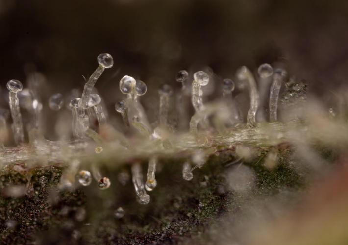 Georgia Pie #2 - Zamnesia x B&B. Week 10