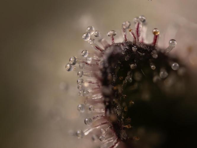 Georgia Pie #2 - Zamnesia x B&B. Week 10 - Georgia Pie #2 - Micro Worlds 10x