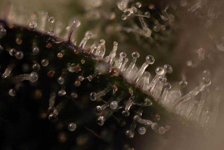 Georgia Pie #2 - Zamnesia x B&B. Week 10 - Georgia Pie #2 - Micro Worlds 10x