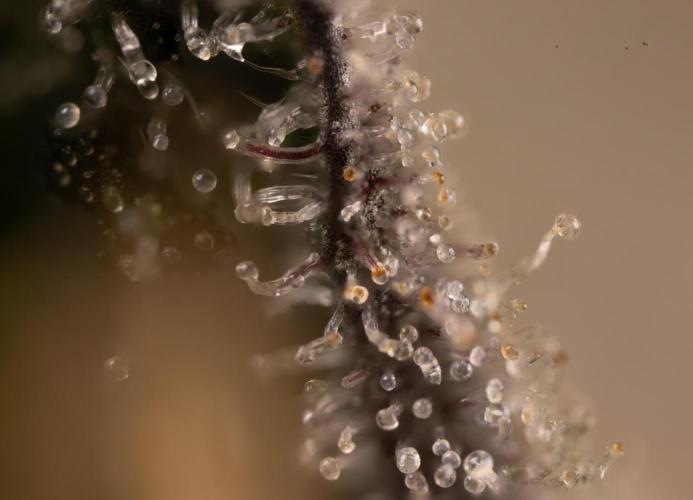 Georgia Pie #2 - Zamnesia x B&B. Week 10 - Georgia Pie #2 - Micro Worlds 10x