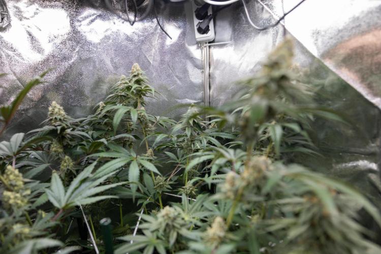 L.A. KUSH Cake #1 - Zamnesia x B&B. Week 12 - LA KUSH CAKE #1 - Topping - Almost ready 