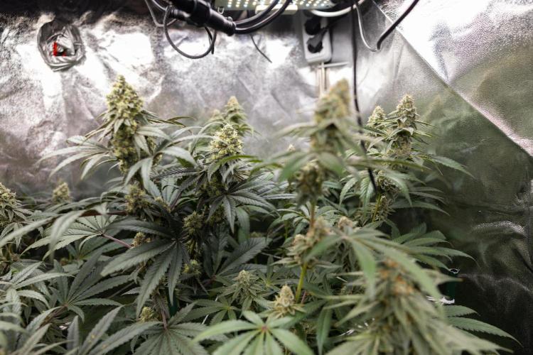 L.A. KUSH Cake #1 - Zamnesia x B&B. Week 12 - LA KUSH CAKE #1 - Topping - Almost ready 