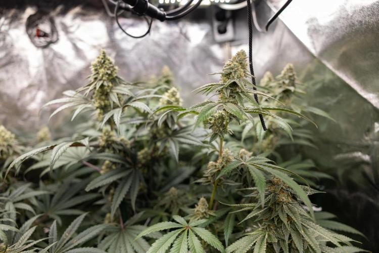 L.A. KUSH Cake #1 - Zamnesia x B&B. Week 12 - LA KUSH CAKE #1 - Topping - Almost ready 