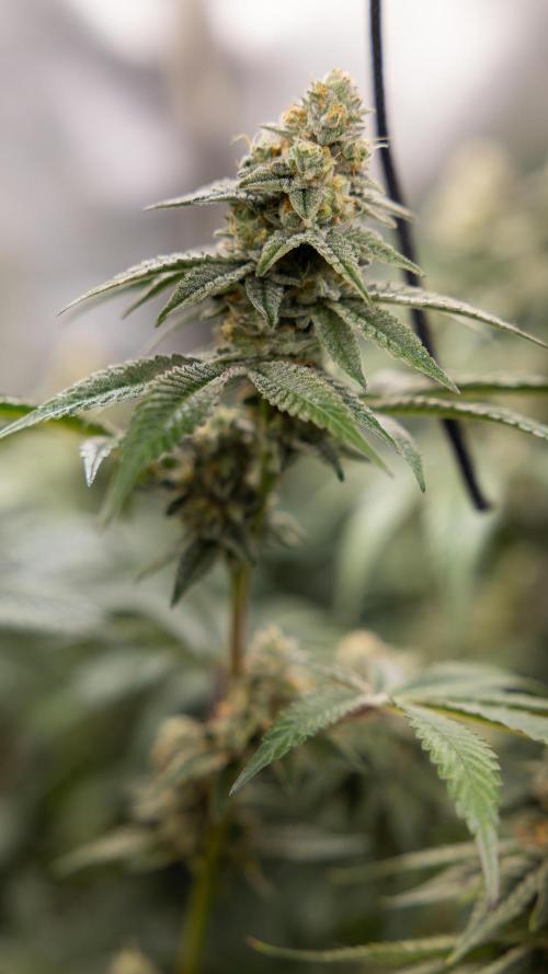 L.A. KUSH Cake #1 - Zamnesia x B&B. Week 12 - LA KUSH CAKE #1 - Topping - Almost ready 