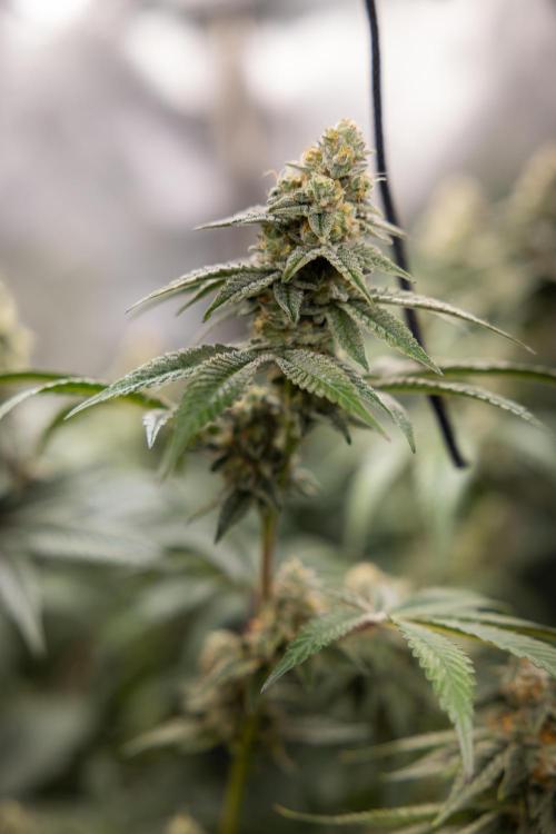 L.A. KUSH Cake #1 - Zamnesia x B&B. Week 12 - LA KUSH CAKE #1 - Topping - Almost ready 