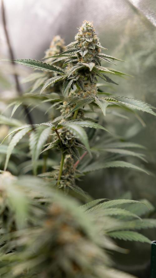 L.A. KUSH Cake #1 - Zamnesia x B&B. Week 12 - LA KUSH CAKE #1 - Topping - Almost ready 