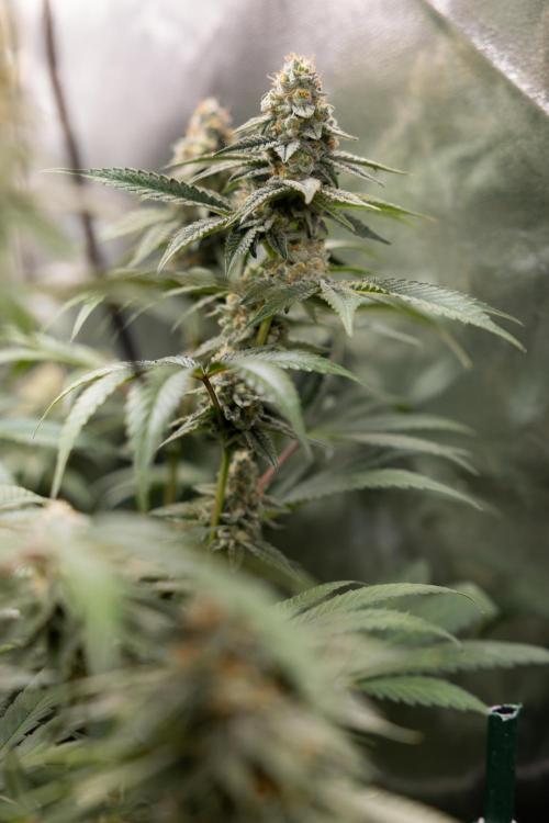 L.A. KUSH Cake #1 - Zamnesia x B&B. Week 12 - LA KUSH CAKE #1 - Topping - Almost ready 