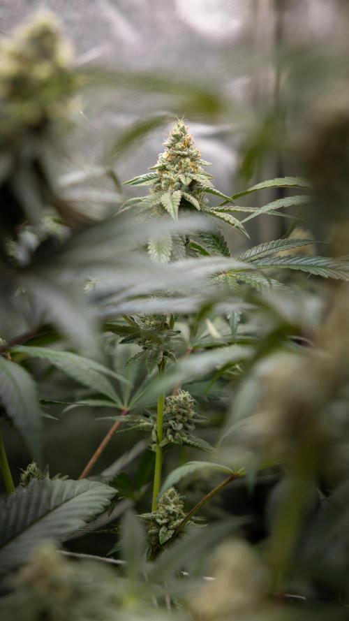 L.A. KUSH Cake #1 - Zamnesia x B&B. Week 12 - LA KUSH CAKE #1 - Topping - Almost ready 