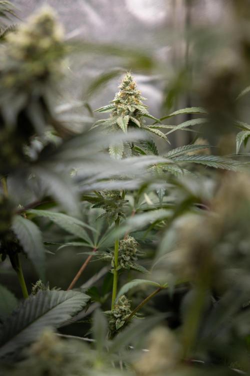 L.A. KUSH Cake #1 - Zamnesia x B&B. Week 12 - LA KUSH CAKE #1 - Topping - Almost ready 