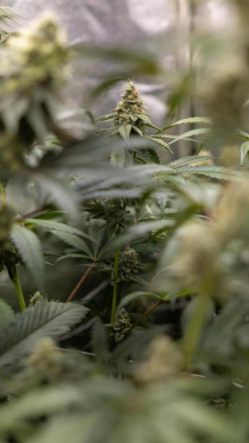 L.A. KUSH Cake #1 - Zamnesia x B&B. Week 12 - LA KUSH CAKE #1 - Topping - Almost ready 