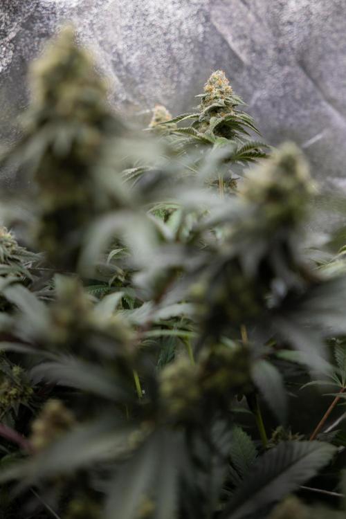 L.A. KUSH Cake #1 - Zamnesia x B&B. Week 12 - LA KUSH CAKE #1 - Topping - Almost ready 