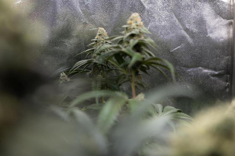 L.A. KUSH Cake #1 - Zamnesia x B&B. Week 12 - LA KUSH CAKE #1 - Topping - Almost ready 