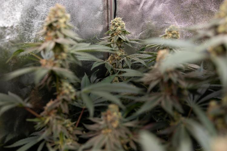 L.A. Kush Cake #3 - Zamnesia x B&B. Week 12 - LA Kush Cake #3 - Topping x16 - Almost ready