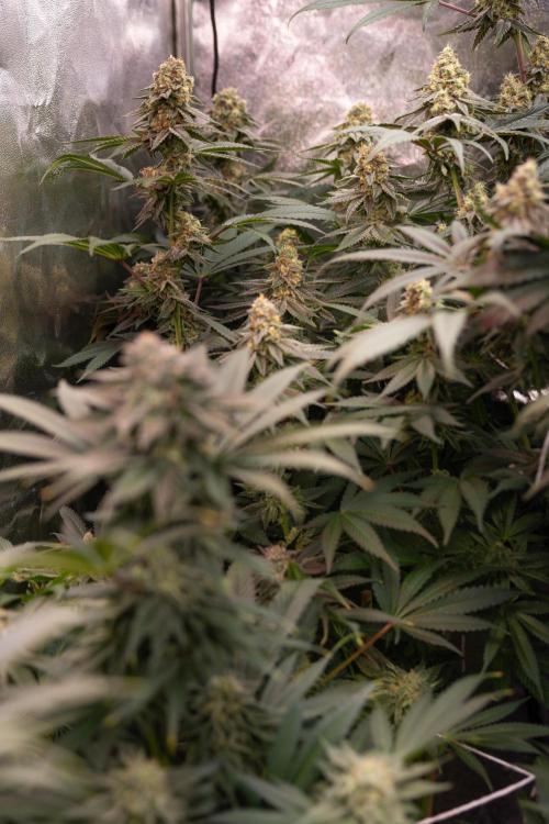 L.A. Kush Cake #3 - Zamnesia x B&B. Week 12 - LA Kush Cake #3 - Topping x16 - Almost ready