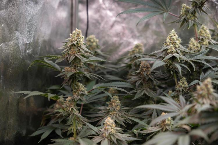 L.A. Kush Cake #3 - Zamnesia x B&B. Week 12 - LA Kush Cake #3 - Topping x16 - Almost ready